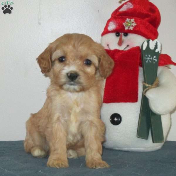 Zeke, Cavalier King Charles Mix Puppy